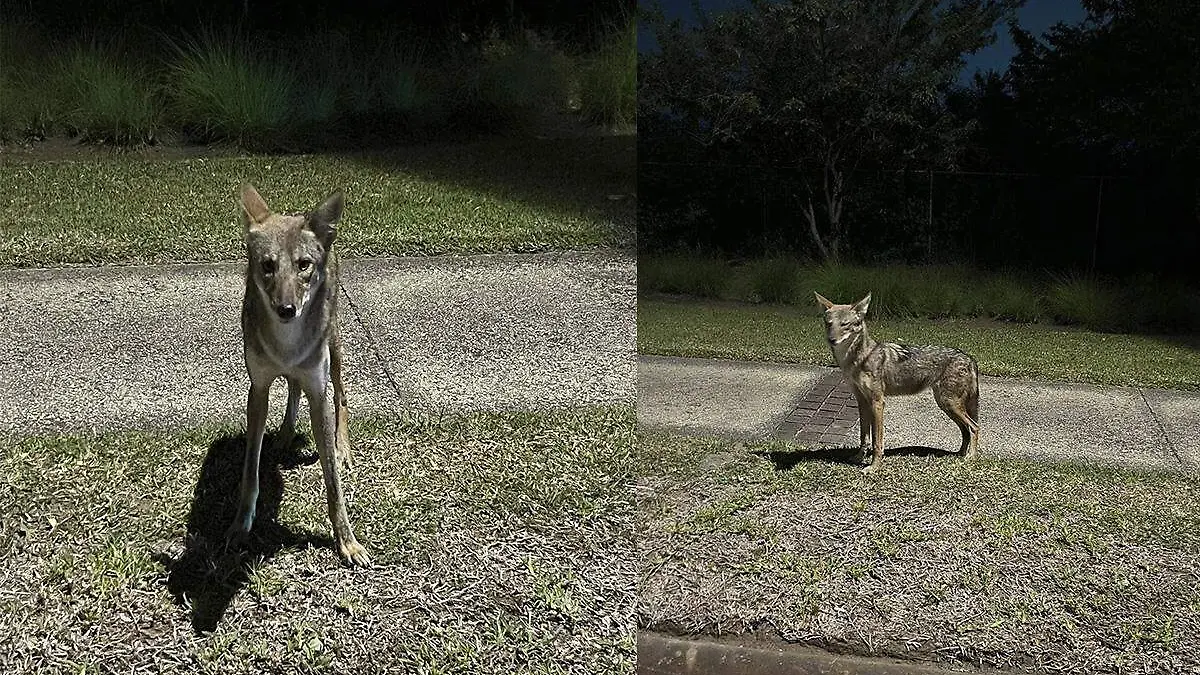 Coyotes en la Riviera Veracruzana